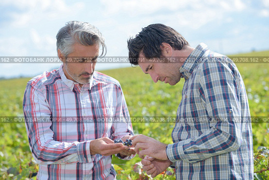 Men looking at grapes in vineyard. Стоковое фото, агентство Ingram Publishing / Фотобанк Лори