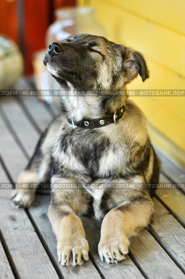 Mestizo puppy in a collar. Стоковое фото, фотограф Анна Кривицкая / Фотобанк Лори