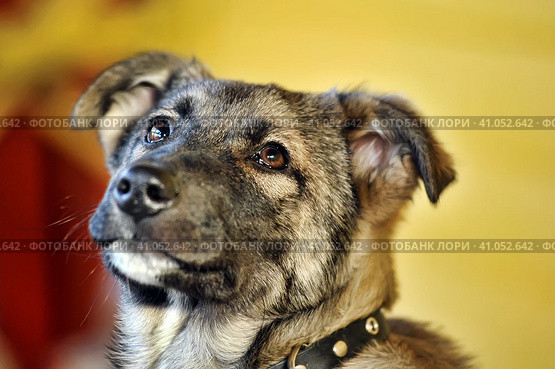 Mestizo puppy in a collar. Стоковое фото, фотограф Анна Кривицкая / Фотобанк Лори