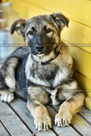 Mestizo puppy in a collar. Стоковое фото, фотограф Анна Кривицкая / Фотобанк Лори