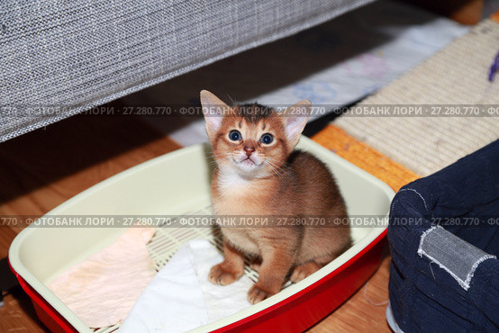 Месячный котенок абиссинской кошки приучается к кошачьему лотку. Стоковое фото, фотограф Bala-Kate / Фотобанк Лори