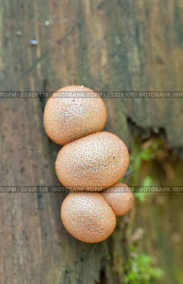 Миксомицет Lycogala epidendrum на старом пне. Стоковое фото, фотограф Александр Курлович / Фотобанк Лори