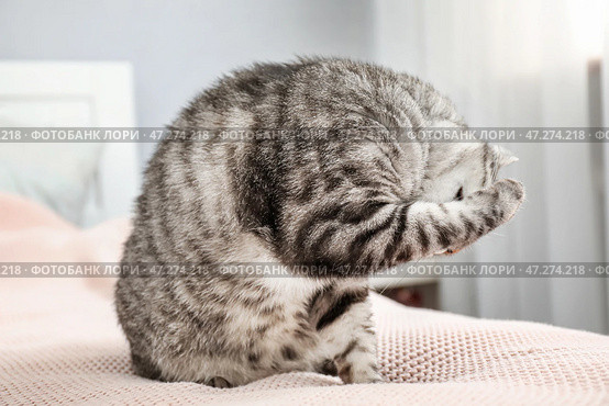 Милый забавный котик моется дома. Стоковое фото, фотограф Pixel_shot / Фотобанк Лори