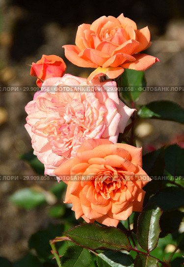 Миниатюрная роза патио Корэл Свит Дрим (Корал Суит Дримс), (лат. Coral Sweet Dream). Fryer's Roses (Розы Фрайера), Великобритания 2011. Стоковое фото, фотограф lana1501 / Фотобанк Лори