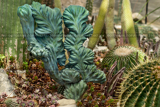 Миртиллокактус геометрический форма кристатная (лат. Myrtillocactus geometrizans) Стоковое фото, фотограф Наталья Гармашева / Фотобанк Лори