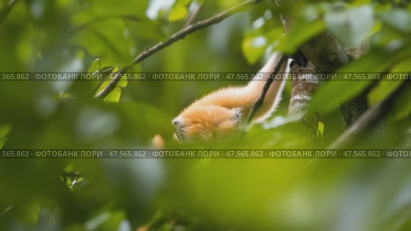 Mittermeier's ta marin monkey exploring rainforest canopy. Стоковое AI-видео, аниматор Юрий Поздников / Фотобанк Лори