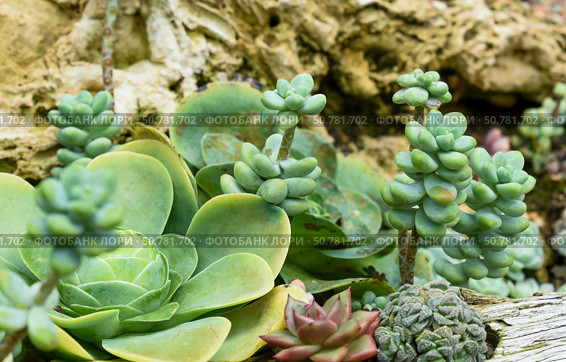 Mixed succulents growing among rocks in natural light. Close-up of various fleshy leaves and rosettes in green tones, Sedum and Echeveria species. Стоковое фото, фотограф Татьяна Терехина / Фотобанк Лори