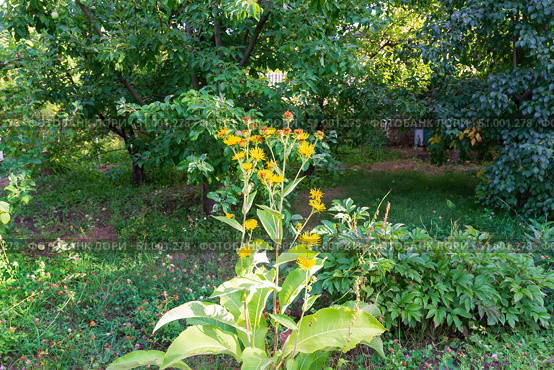 Многолетнее травянистое растение семейства Астровые (Asteraceae), девясил (Inula) высокий, древнее лекарственное растение. Волгоградская область, Россия. Стоковое фото, фотограф Андрей Цыганков / Фотобанк Лори