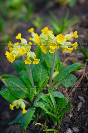 Многолетний садовый цветок примула (Primula veris) с желтыми лепестками крупным планом. Цветочный красивый фон с растениями, макрос, выборочный фокус. Стоковое фото, фотограф Дорощенко Элла / Фотобанк Лори