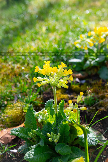 Многолетний садовый цветок примула (Primula veris) с желтыми лепестками крупным планом. Цветочный красивый фон с растениями, макрос, выборочный фокус. Стоковое фото, фотограф Дорощенко Элла / Фотобанк Лори