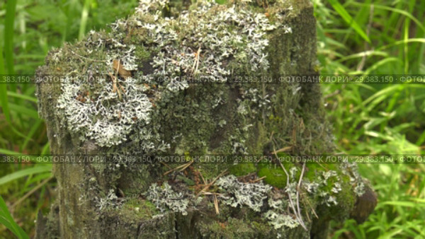 Мох и лишайник на древесном пне. Moss and lichen on a tree stump. Стоковое видео, видеограф Евгений Романов / Фотобанк Лори