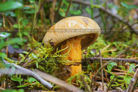 Моховик (L.Xerocomus) в августе. Стоковое фото, фотограф Александр Романов / Фотобанк Лори