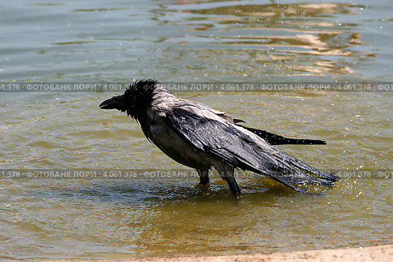 Мокрая ворона (Corvus cornix) Стоковое фото, фотограф Щеголева Ольга / Фотобанк Лори
