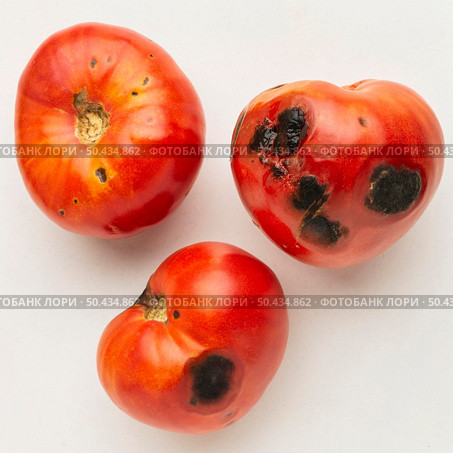 moldy tomatoes leftover food waste. Стоковое фото, агентство Ingram Publishing / Фотобанк Лори