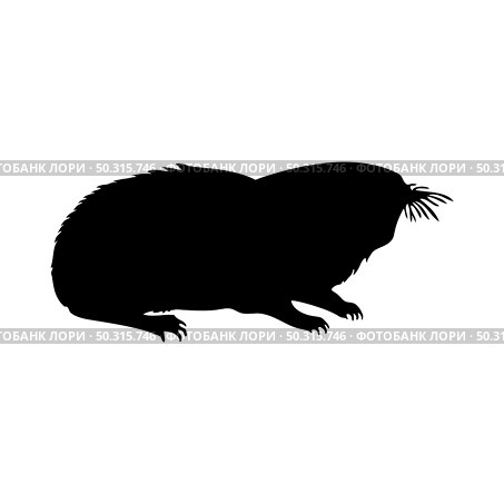 Mole-rat silhouette. Smooth and clean lines. High detailed Zokor mole-rat silhouette. Vector Illustration.. beavers silhouettes set. Стоковая иллюстрация, агентство Ingram Publishing / Фотобанк Лори