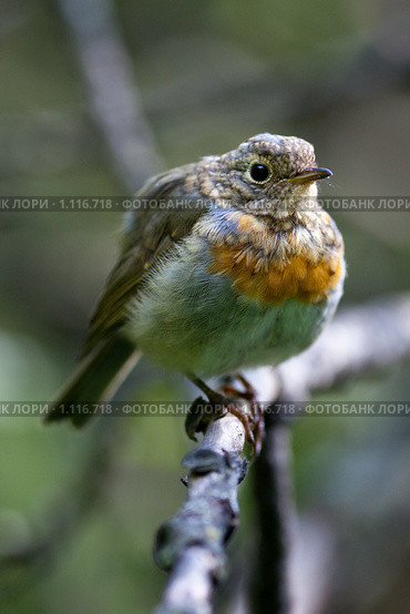 Молодая Зарянка, или Малиновка, Robin (Erithacus rubecula) Стоковое фото, фотограф Василий Вишневский / Фотобанк Лори
