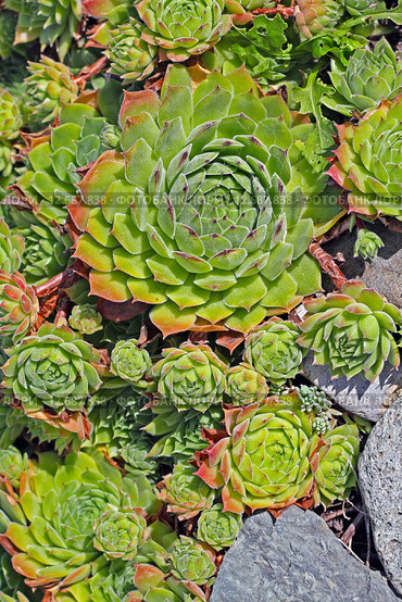 Молодило или Каменная роза (Sempervivum). Крупный план,вид сверху. Стоковое фото, фотограф Евгений Мухортов / Фотобанк Лори