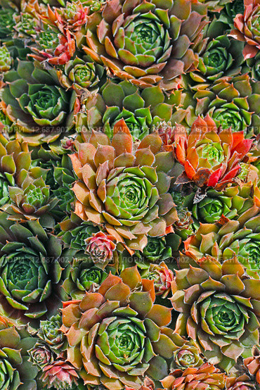 Молодило или Каменная роза (Sempervivum). Крупный план,вид сверху. Стоковое фото, фотограф Евгений Мухортов / Фотобанк Лори