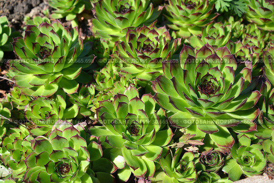 Молодило кровельное (Sempervivum tectorum L.), листовые розетки. Стоковое фото, фотограф Ирина Борсученко / Фотобанк Лори
