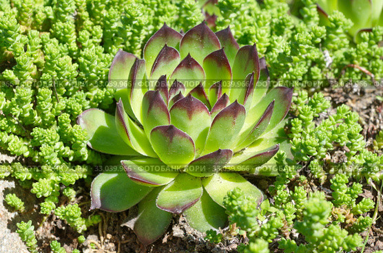 Молодило (лат. Sempervivum) и очиток едкий (лат. Sedum acre) крупным планом. Стоковое фото, фотограф Елена Коромыслова / Фотобанк Лори