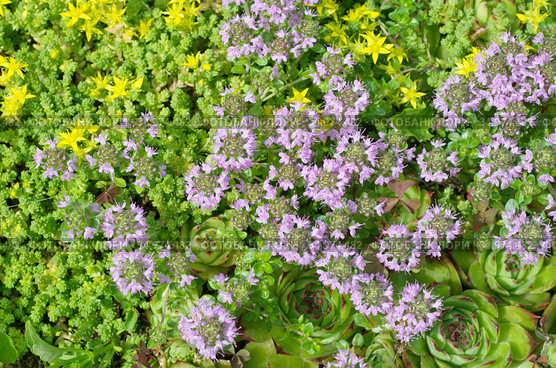 Молодило (лат. Sempervivum), очиток  едкий (лат. Sedum acre) и тимьян ползучий (лат.Thymus serpyllum) на клумбе в саду, фон. Стоковое фото, фотограф Елена Коромыслова / Фотобанк Лори