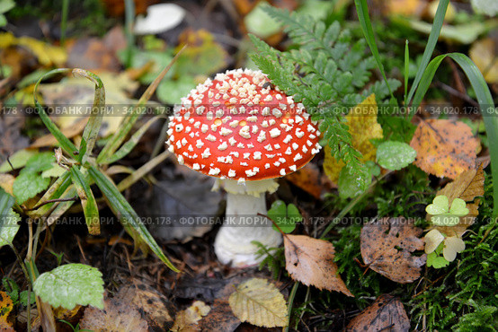Молодой красный мухомор  (Amanita muscaria (L.) Hook.) на прошлогодней листве. Стоковое фото, фотограф Ирина Борсученко / Фотобанк Лори