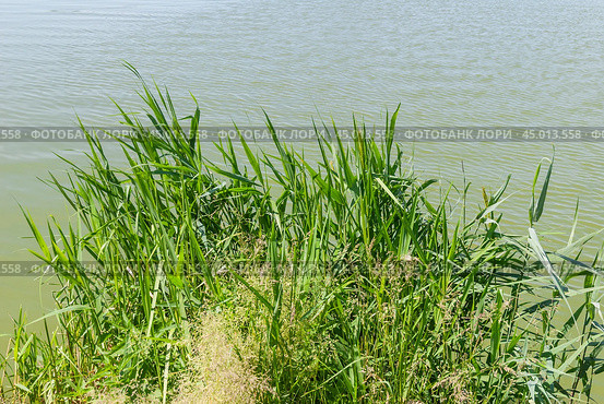 Молодой тростник обыкновенный, или южный (Phragmites australis, или Phragmites communis) Стоковое фото, фотограф Алёшина Оксана / Фотобанк Лори