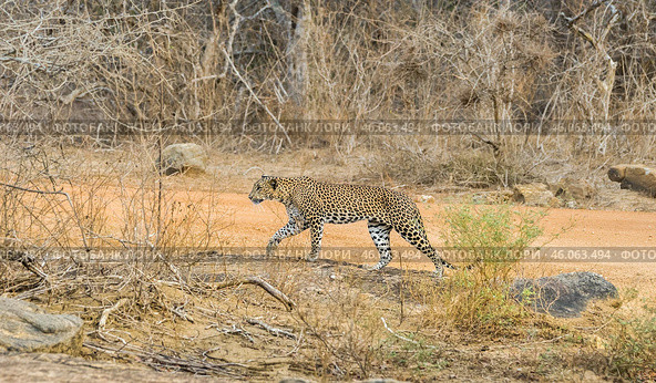 Молодой цейлонский леопард (Panthera pardus kotiya) идёт (2016 год). Стоковое фото, фотограф Анна Ефимова / Фотобанк Лори