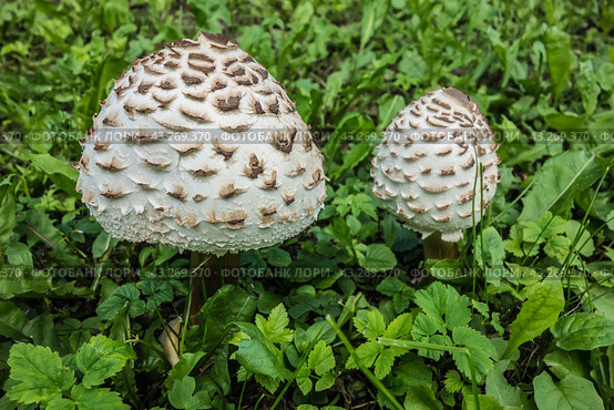 Молодые грибы-зонтики пестрые Macrolepiota procera на лугу в зеленой траве./ A young parasol mushrooms. Стоковое фото, фотограф Iva Noel / Фотобанк Лори