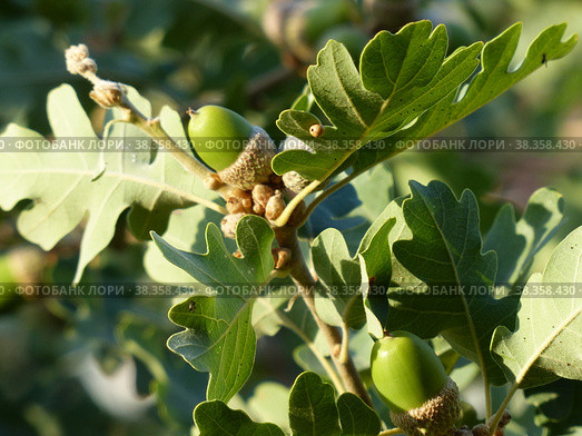 Молодые желуди. Пушистый дуб (лат. Quercus pubescens) достигает в высоту 18 метров. Растет в лесах нижнего пояса на южных склонах гор. Южный берег Крыма. Стоковое фото, фотограф Сергей Елизарьев / Фотобанк Лори