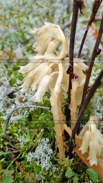 Monotropa hypopitys. Стоковое фото, фотограф Анна Кривицкая / Фотобанк Лори