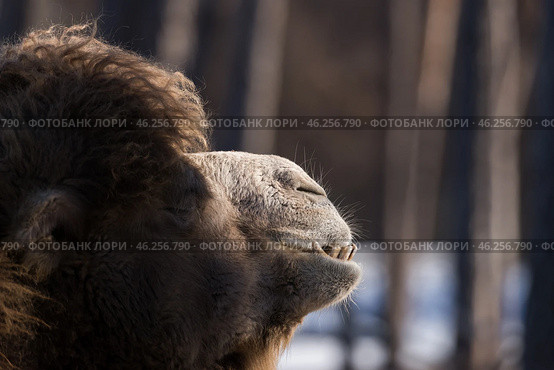 Морда двугорбого верблюда (Camelus bactrianus) крупно. Стоковое фото, фотограф Анна Ефимова / Фотобанк Лори