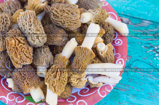 Morel mushrooms are only collected on the plate. Стоковое фото, фотограф Виктория Подгорная / Фотобанк Лори