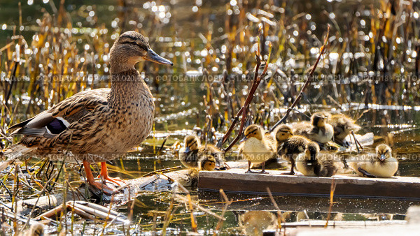 Morning with cute yellow ducklings on the pond. Стоковое фото, фотограф Igor Skripachev / Фотобанк Лори