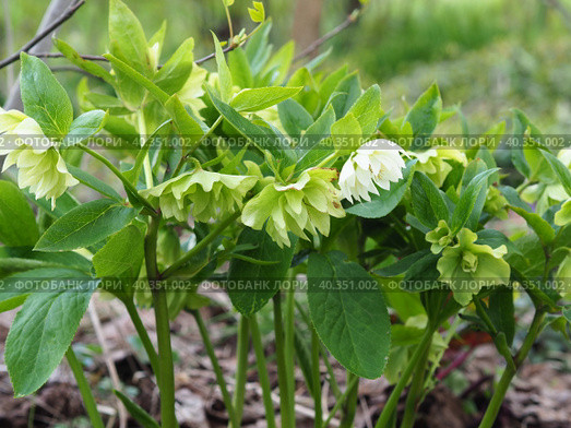 Морозник восточный Дабл Эллен Вайт / Helleborus orientalis Double Ellen White. Стоковое фото, фотограф Елена Косько / Фотобанк Лори