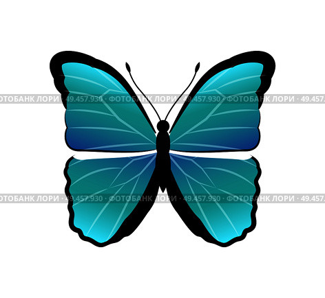 Morpho peleides butterfly back and front wings of blue color, beautiful insect with antenna vector illustration, isolated on white background. Morpho Peleides Butterfly Vector Illustration. Стоковая иллюстрация, агентство Ingram Publishing / Фотобанк Лори