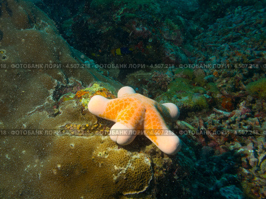 Морская звезда зернистый хориастер (Choriaster granulatus, Granulated sea star) на коралле. Стоковое фото, фотограф Сергей Дубров / Фотобанк Лори