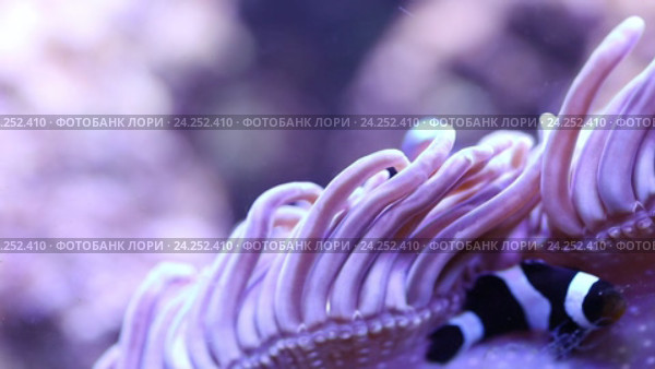 Морской риф - фиолетовая актиния и рыбы-клоуны Amphiprion ocellaris. Стоковое видео, видеограф Евгений Ткачёв / Фотобанк Лори