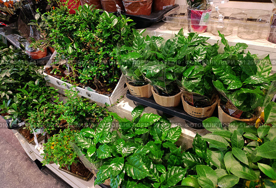 Moscow, Russia – August 29, 2025: Arabica coffee potted plant at local supermarket. Shopping for houseplants. Редакционное фото, фотограф Оксана Чаюн / Фотобанк Лори