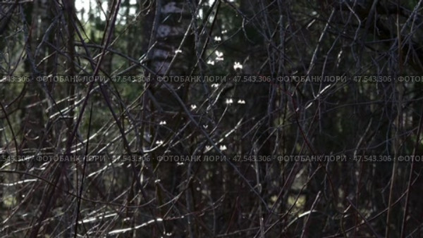 Мошкара в лесу в просвете солнца на закате. Апрель. Midges in the forest in the light of the sun at sunset. April. Стоковое видео, видеограф Горшков Александр / Фотобанк Лори
