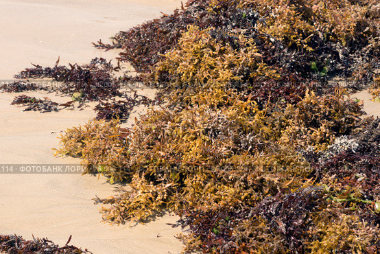 Моские водоросли pelagic sargassum (Sargassum fluitans)  выброшенные на берег (2017 год). Стоковое фото, фотограф Ирина Кожемякина / Фотобанк Лори