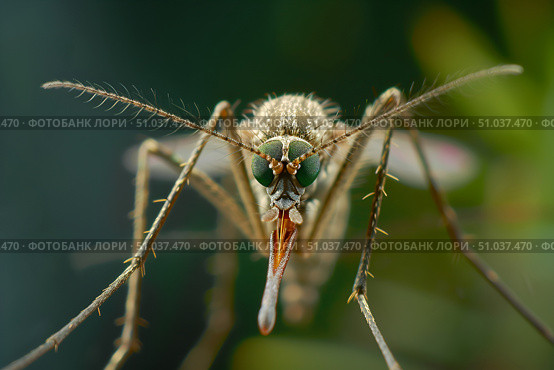 Mosquito close-up on green natural background Insectofauna Theme animals , malaria disease prevention. Стоковое AI-изображение, AI-художник Елена Гоосен / Фотобанк Лори
