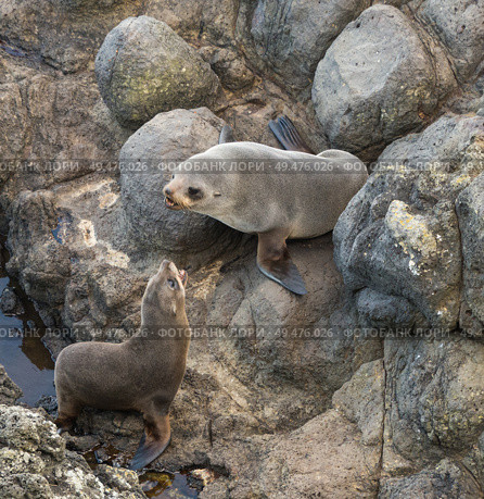 Mother and Baby sealions on rocks. Стоковое фото, агентство Ingram Publishing / Фотобанк Лори