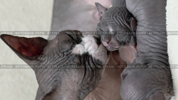 Mother cat carefully breastfeeding two hungry tiny kittens with breast milk and licks her babies. Стоковое видео, видеограф А. А. Пирагис / Фотобанк Лори