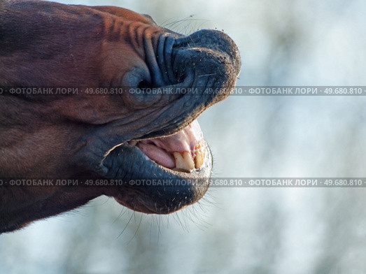 motion portrait of sniffing bay stallion. close up. Стоковое фото, агентство Ingram Publishing / Фотобанк Лори