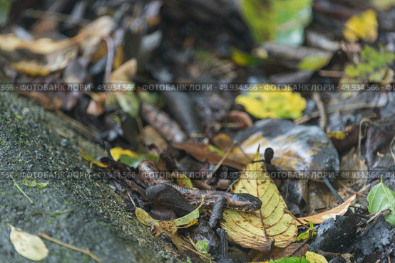 Mountain Pit Viper, wild snake. Стоковое фото, агентство Ingram Publishing / Фотобанк Лори
