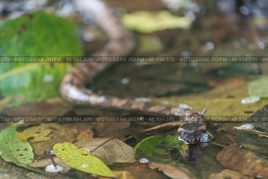 Mountain Pit Viper, wild snake. Стоковое фото, агентство Ingram Publishing / Фотобанк Лори