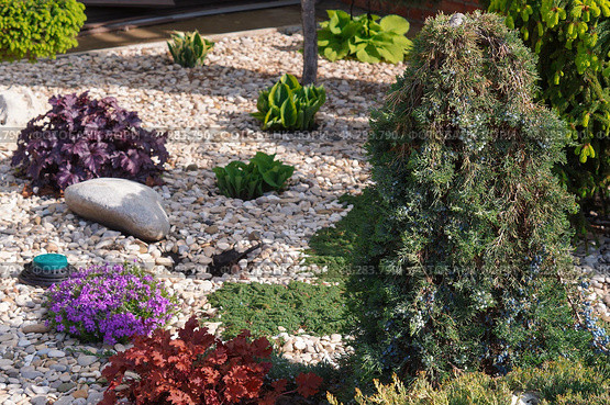 Можжевельник горизонтальный на штамбе Juniperus horizontalis Wiltonii усыпанный ягодами в композиции разных декоративных растений для формирования зимнего сада. Стоковое фото, фотограф Евгения Золкина / Фотобанк Лори