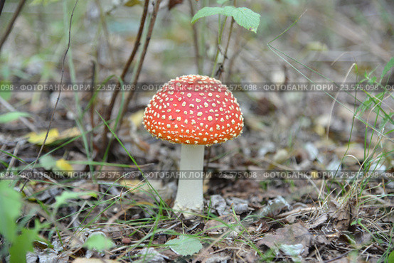 Мухомор Amanita muscaria. Стоковое фото, фотограф Владислав Иванцов / Фотобанк Лори