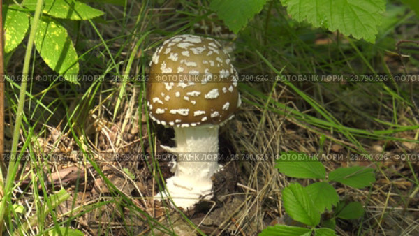 Мухомор. Fungus Amanita. Стоковое видео, видеограф Евгений Романов / Фотобанк Лори